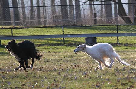 borzoi